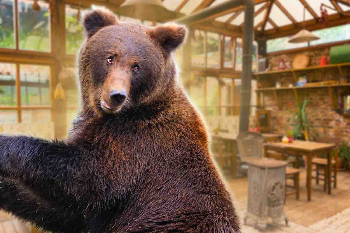 Un orso gestisce un bar a Tokyo